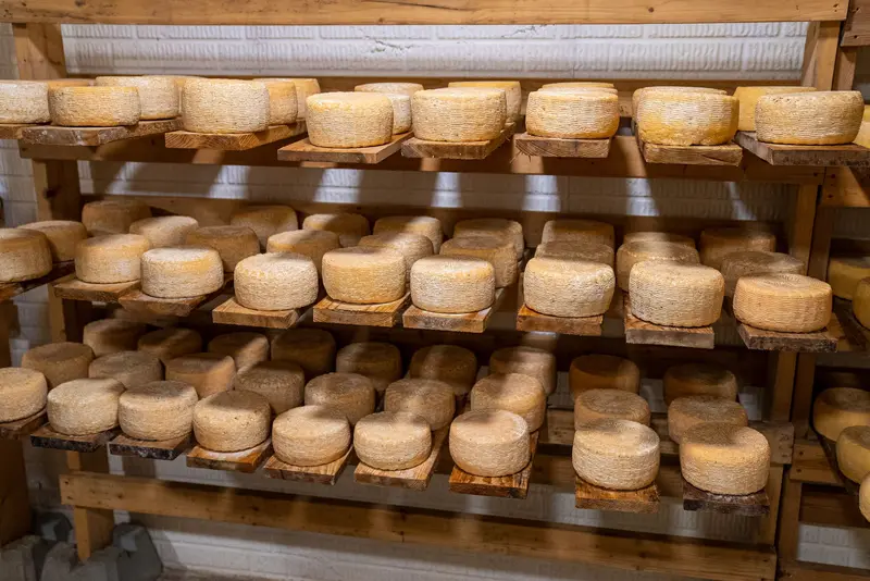 Forme di formaggio in stagionatura sulle scalere