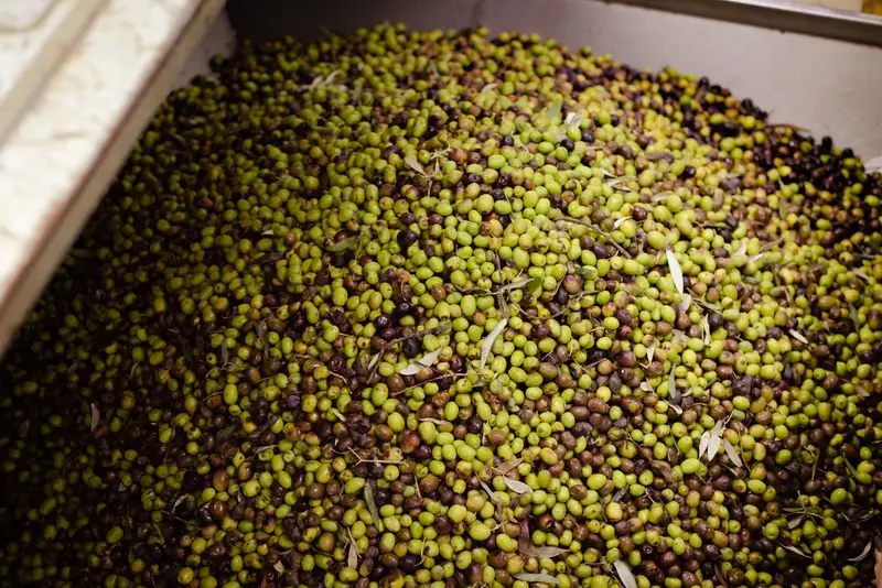 Olive e olio appena estratto in un frantoio