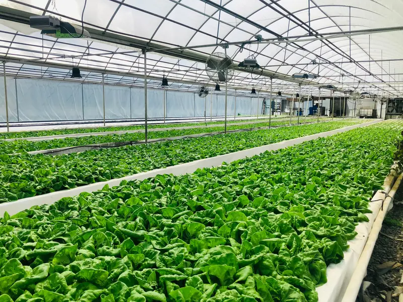 Interno di una serra produttiva con file di piante